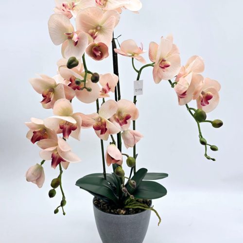 פרח סחלב סילקון